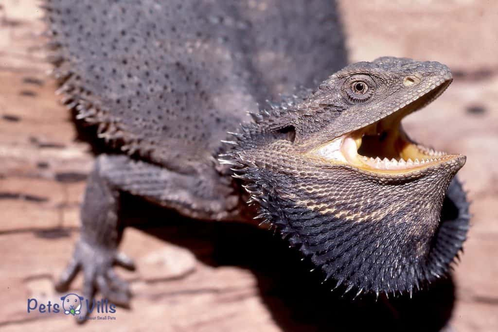 Abig bearded dragon with mouth wide open showing teeth