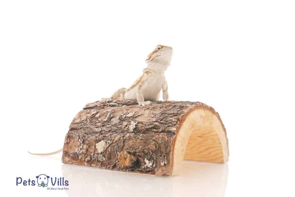 A tan fancy bearded dragon on a log