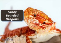 Fancy Bearded Dragons [Everything You Need to Know]