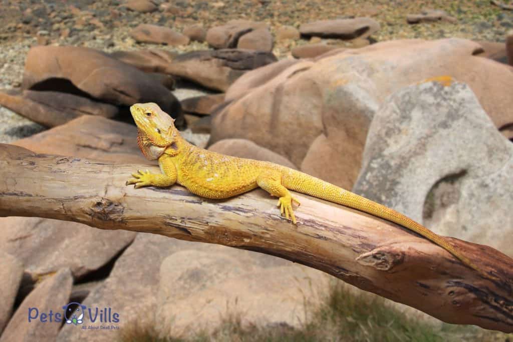 A fancy yellow bearded dragon on a log