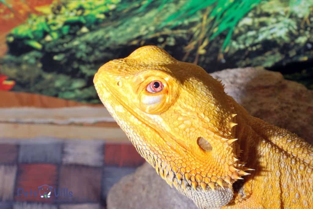 A big yellow fancy bearded dragon