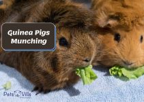 Want To See Guinea Pigs Enjoying Their Favorite Thing? Video