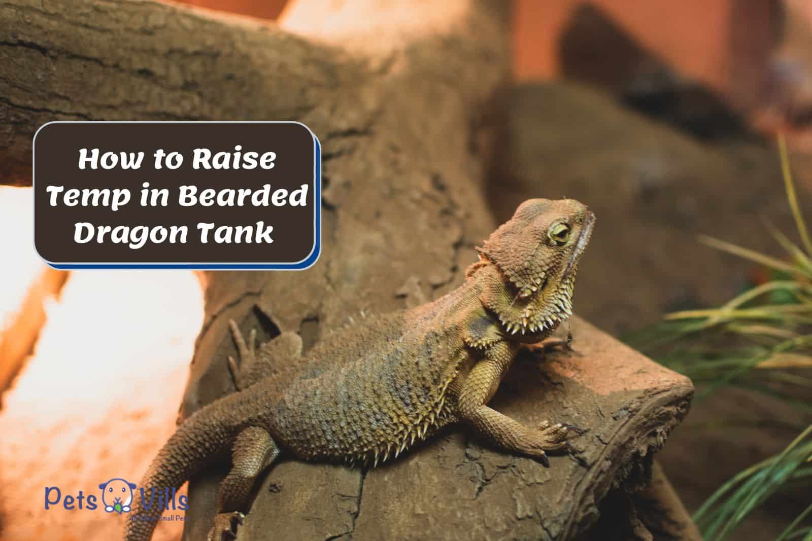 beardie inside a huge tank so How to Raise Temp in Bearded Dragon Tank?