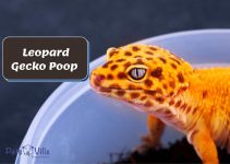 Leopard Gecko Poop: What’s Normal & What’s Unhealthy [7 Types]