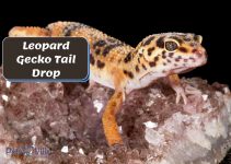 Leopard Gecko Tail Drop: Why & What To Do When It Happens