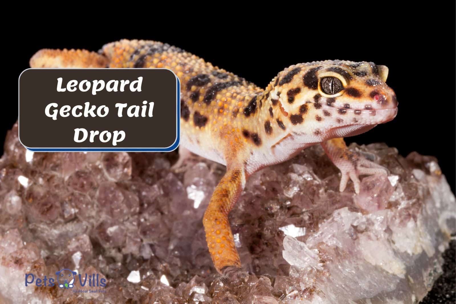 a Leopard Gecko on a rock beside 