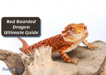 Red Bearded Dragon Ultimate Guide: Diet, Care & Fun Facts