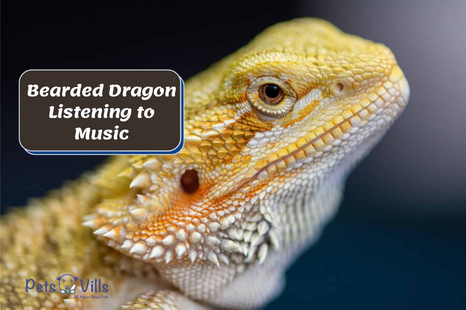 bearded dragon listening to the music
