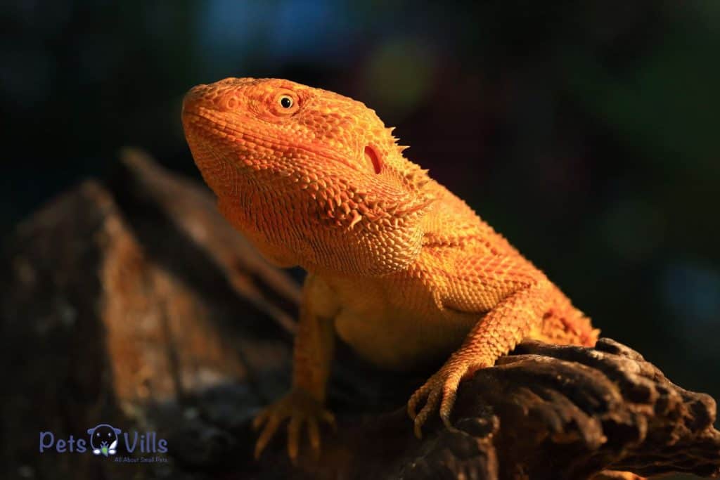 A red bearded dragon with a brown dusty hue