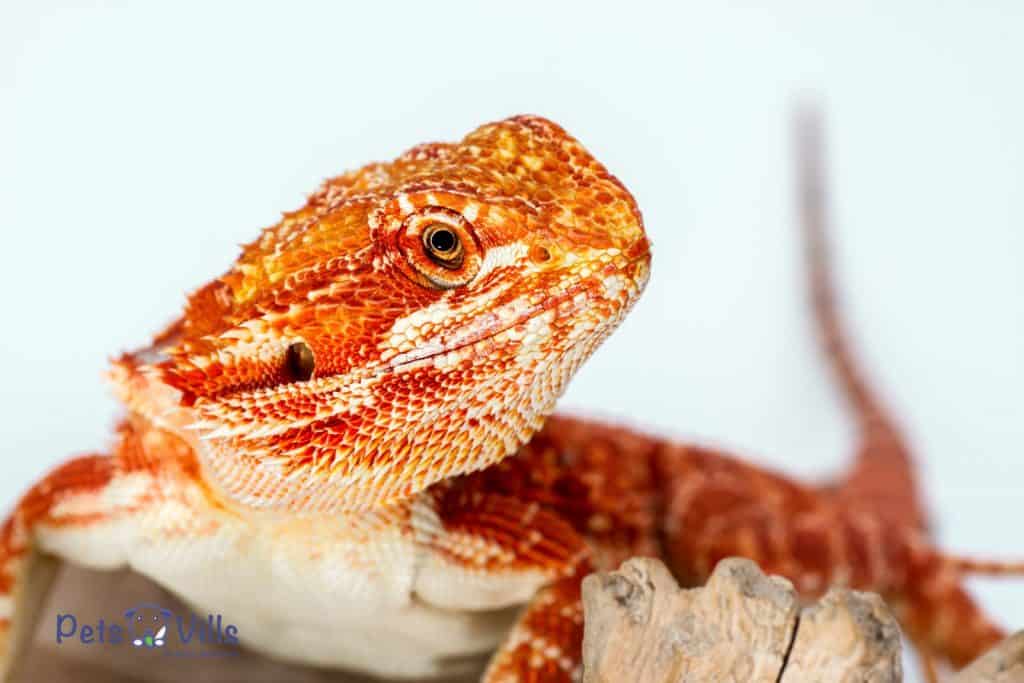 A spotted red ruby bearded dragon