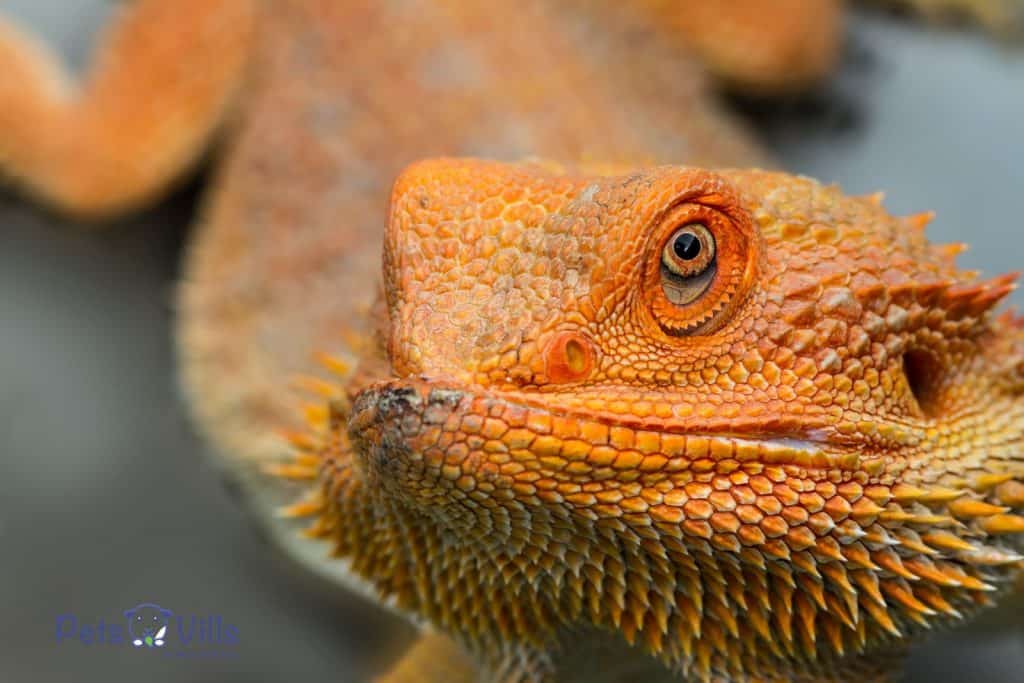 A red bearded dragon with a closed mouth