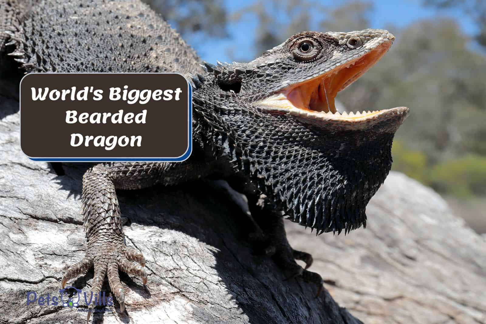 one of the world biggest bearded dragon