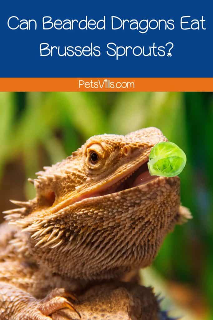 Bearded Dragon is Eating Brussels Sprouts but can bearded dragon eat brussels sprouts