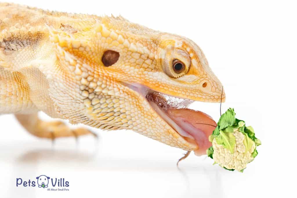 bearded dragon is eating cauliflower while some people are concerned about that can bearded dragon eat cauliflower