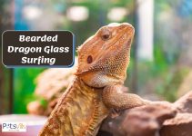 Bearded Dragon Glass Surfing (7 Causes You Should Know)
