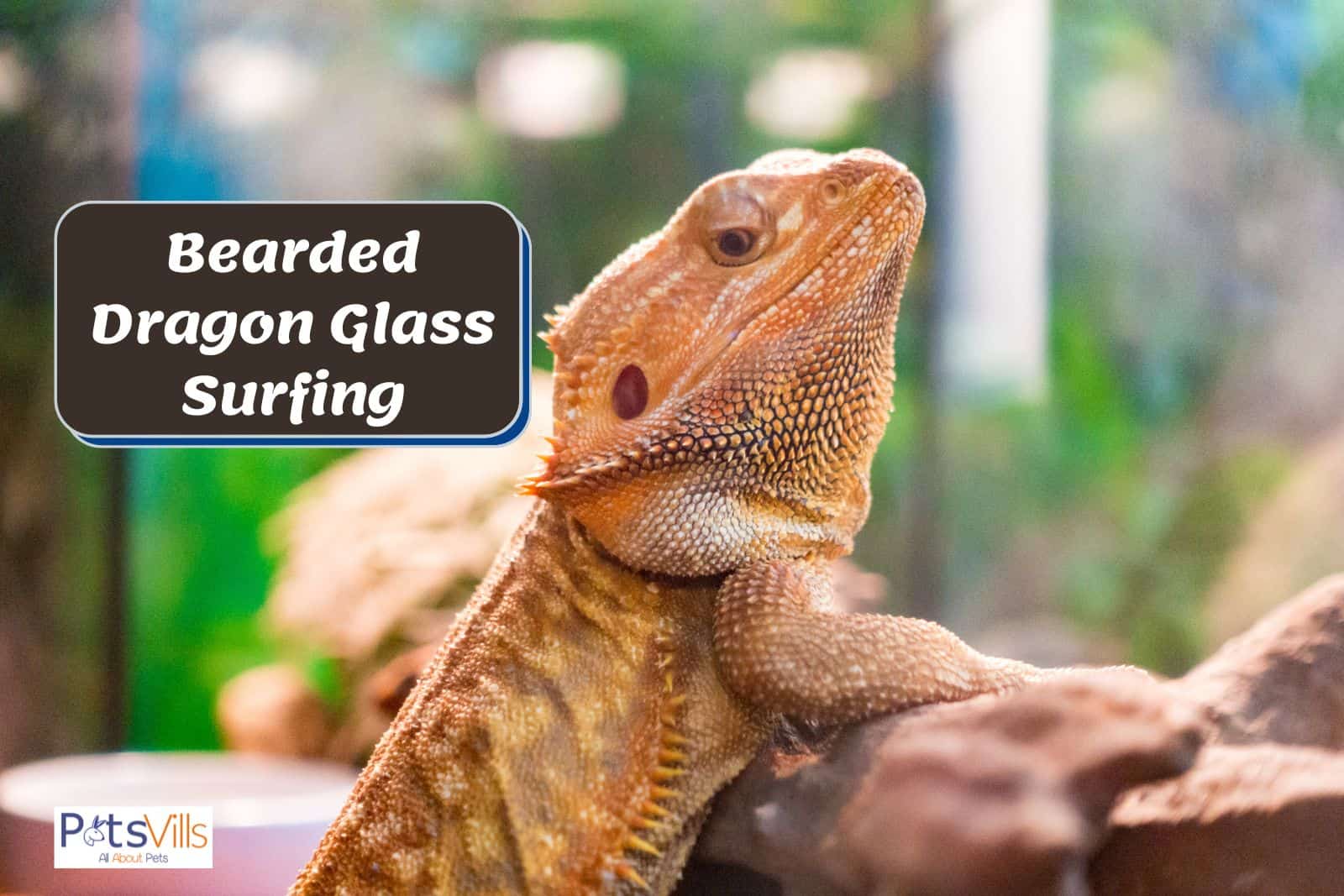 Bearded is doing Dragon Glass Surfing