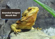 Bearded Dragon Mouth Rot (Symptoms, Causes, and Treatment)