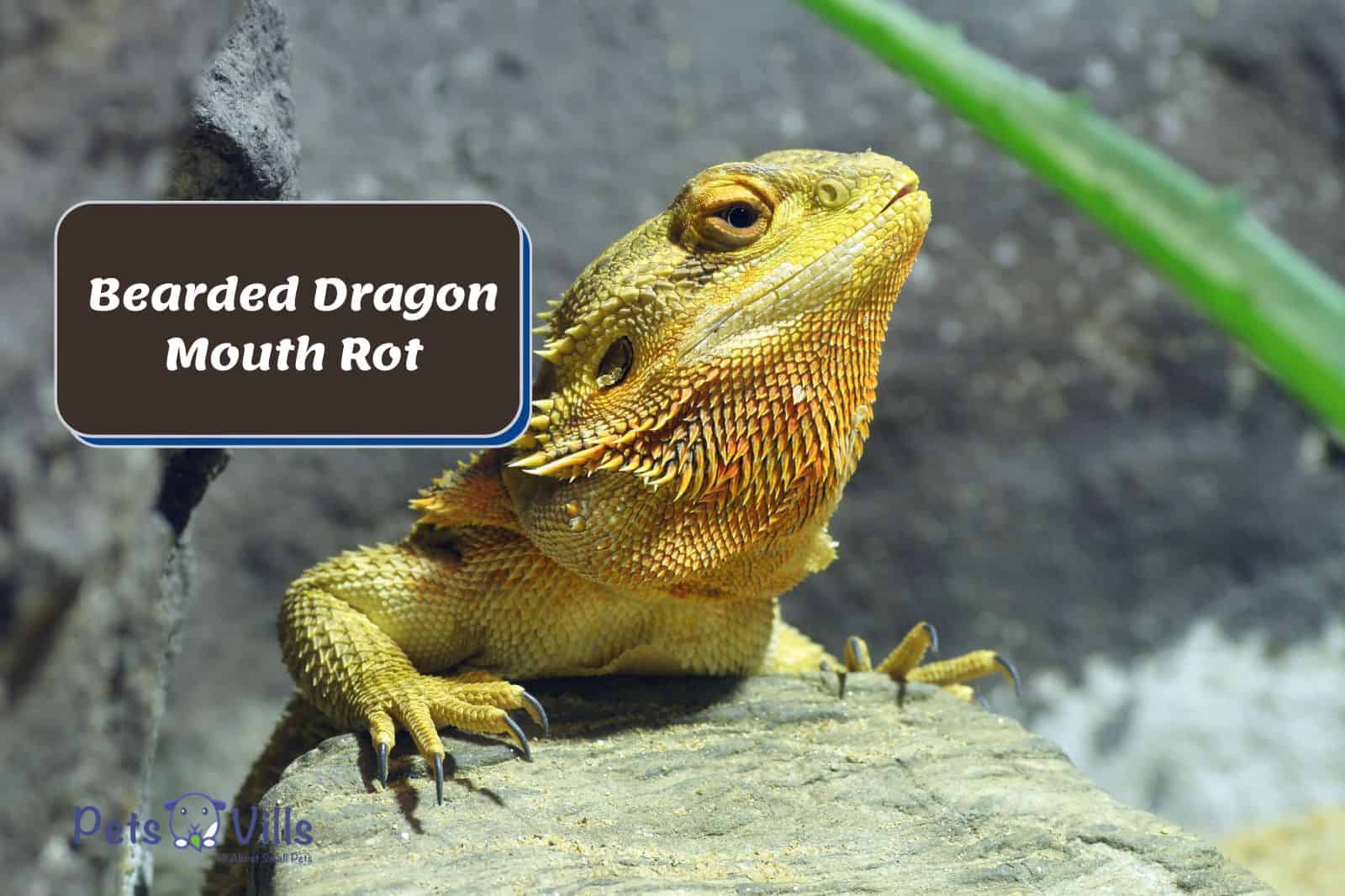 a candidate facing bearded dragon mouth rot