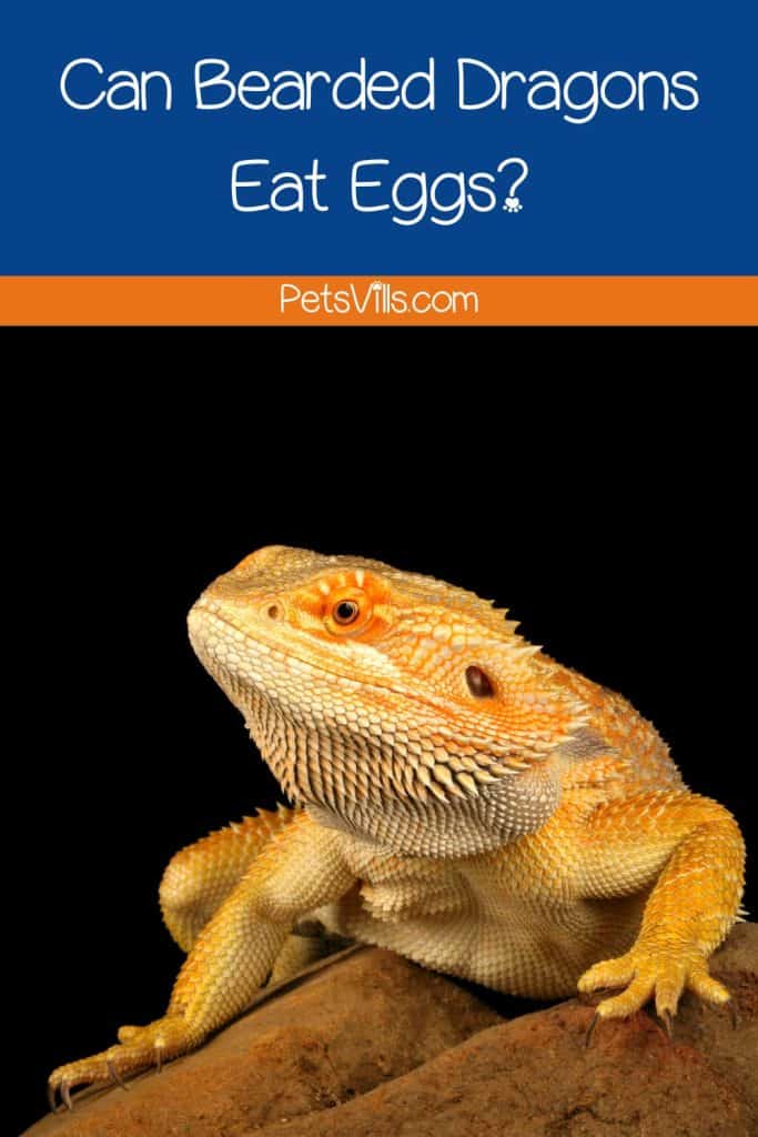 bearded dragon is hungry looking for food, can bearded dragons eat eggs