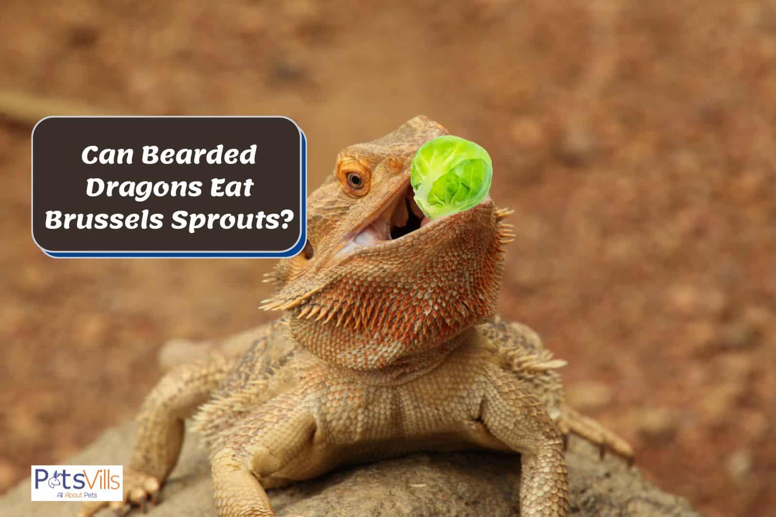 bearded dragon is eating brussels sprouts but I am concern about can bearded dragon eat brussels sprouts