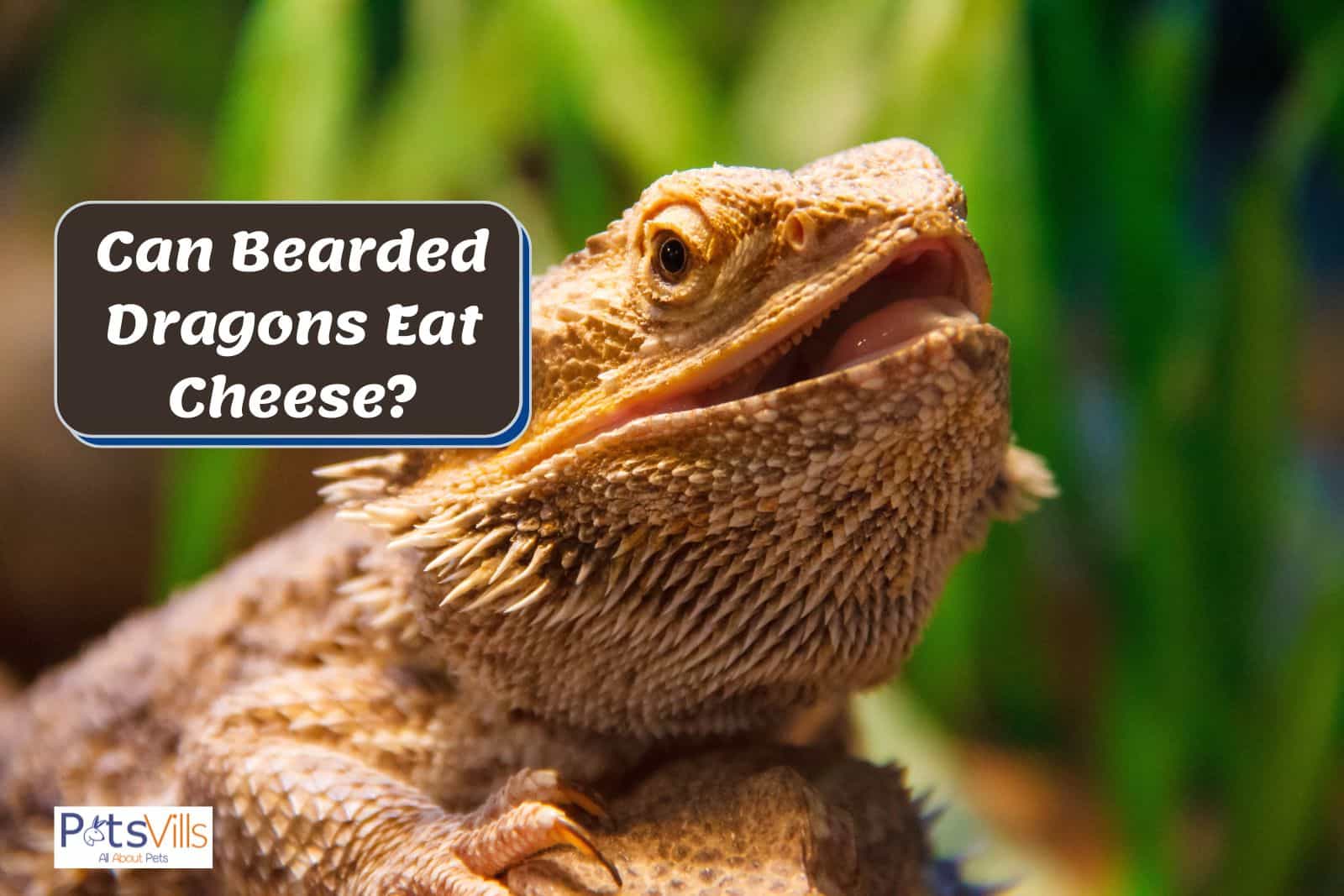 bearded dragon is in mood to eat cheese but can bearded dragon eat cheese