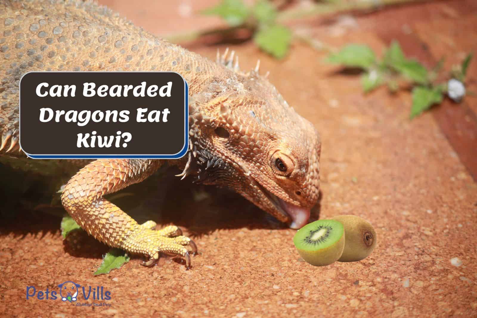 bearded dragon is tasting kiwi, can bearded dragons eat kiwi