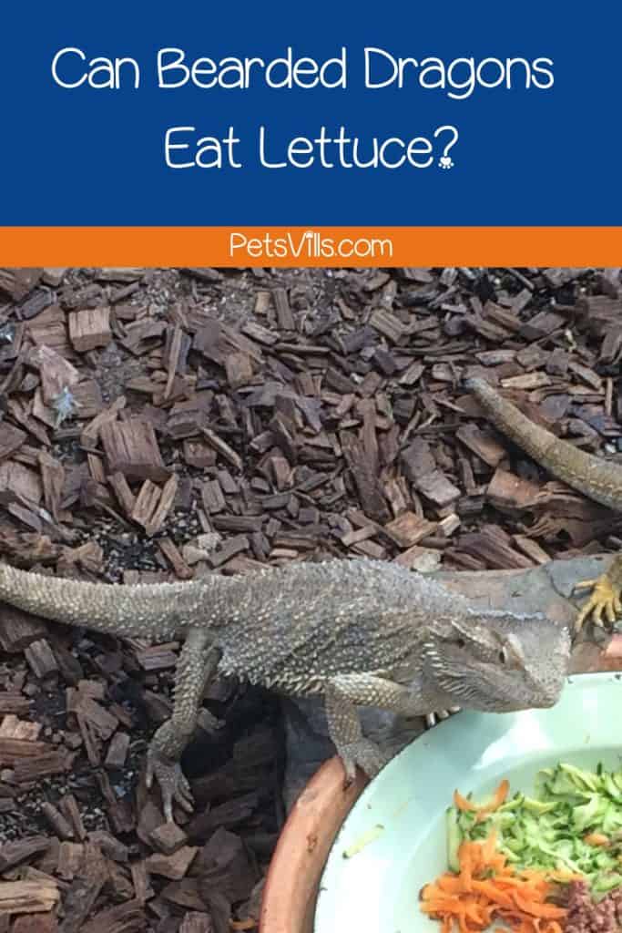 bearded dragon eating some veggies on a plate