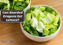 Can Bearded Dragons Eat Lettuce? (+ Alternative Greens)