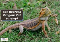 Can Bearded Dragons Eat Parsley? (Is it Good For Them?)