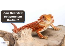 Can Bearded Dragons Eat Radish? (Is it Good for Them?)