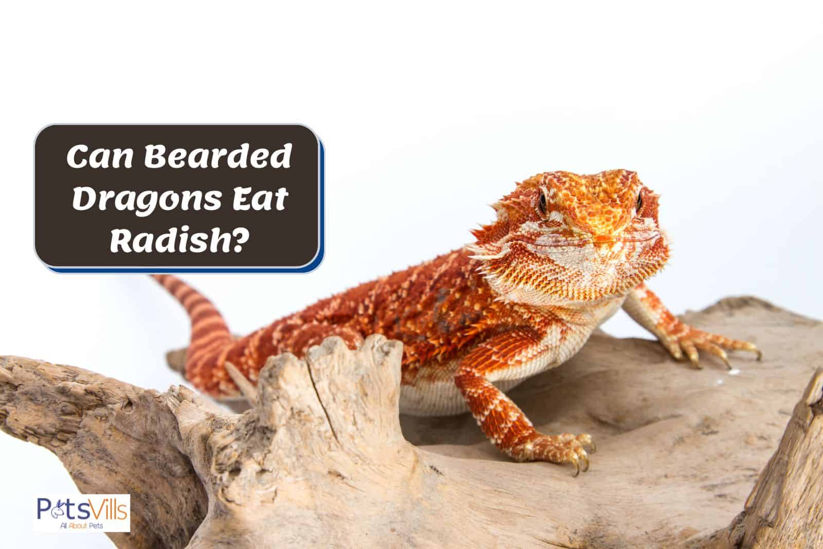 bearded dragon waving at radish but can bearded dragons eat radish