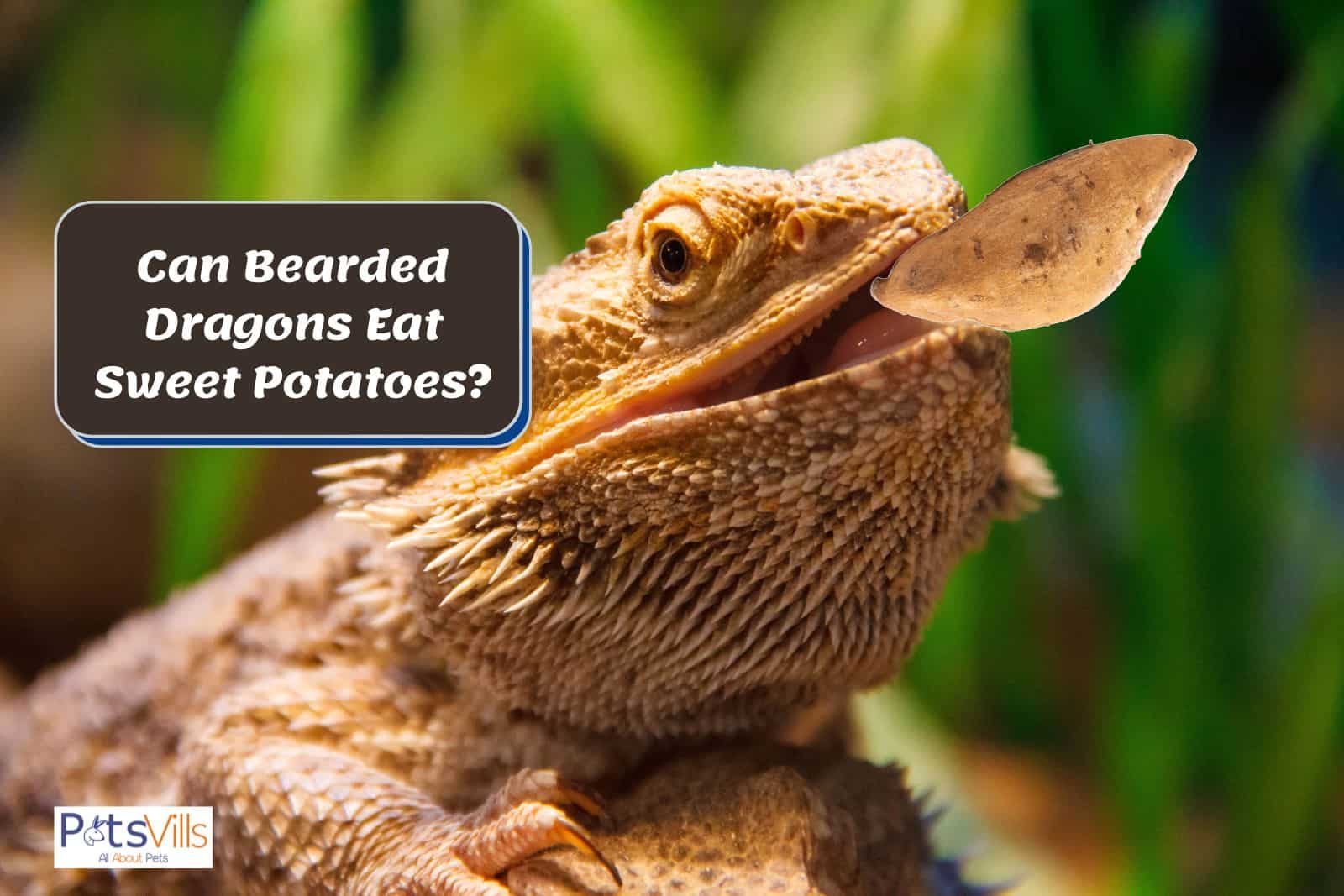 bearded dragon trying to eat sweet potato, can bearded dragons eat sweet potatoes