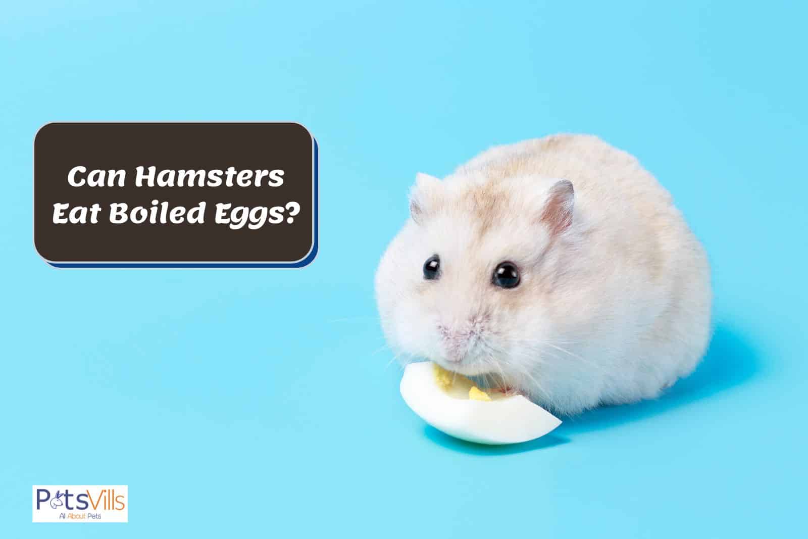 a hamster trying to eat egg, can hamsters eat boiled eggs