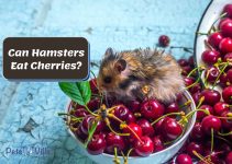 Can Hamsters Eat Cherries? Is it Safe? (Benefits & Risks)