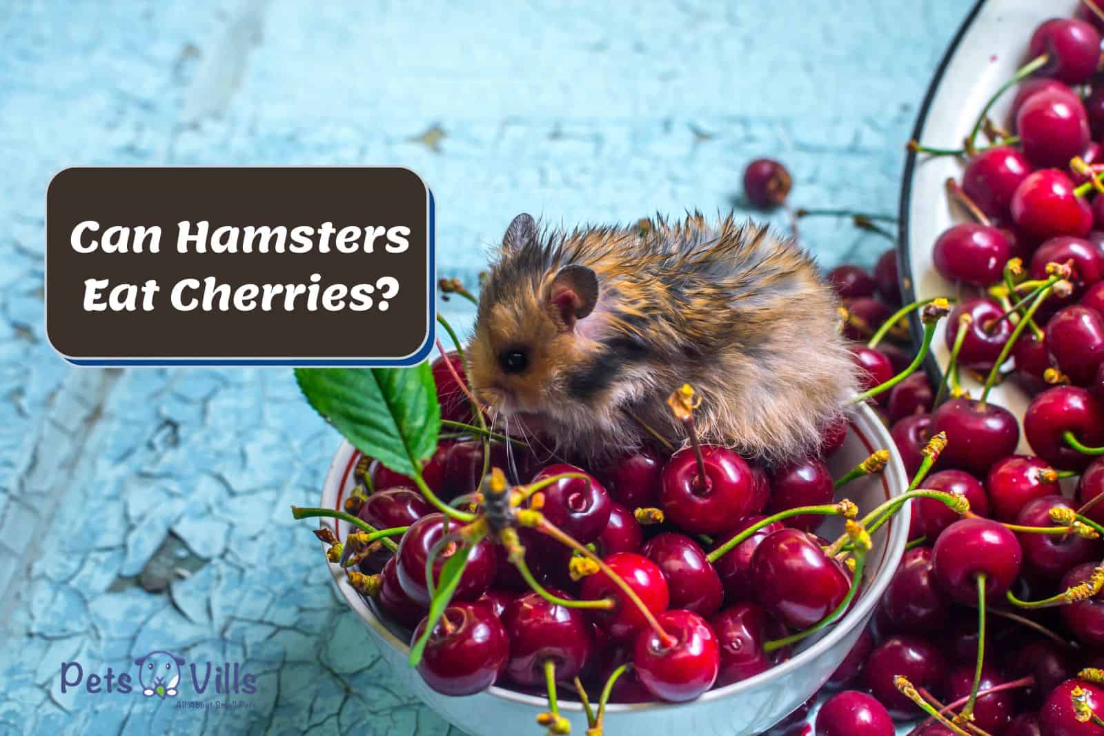 a hamster in a cherries bowl, can hamsters eat cherries