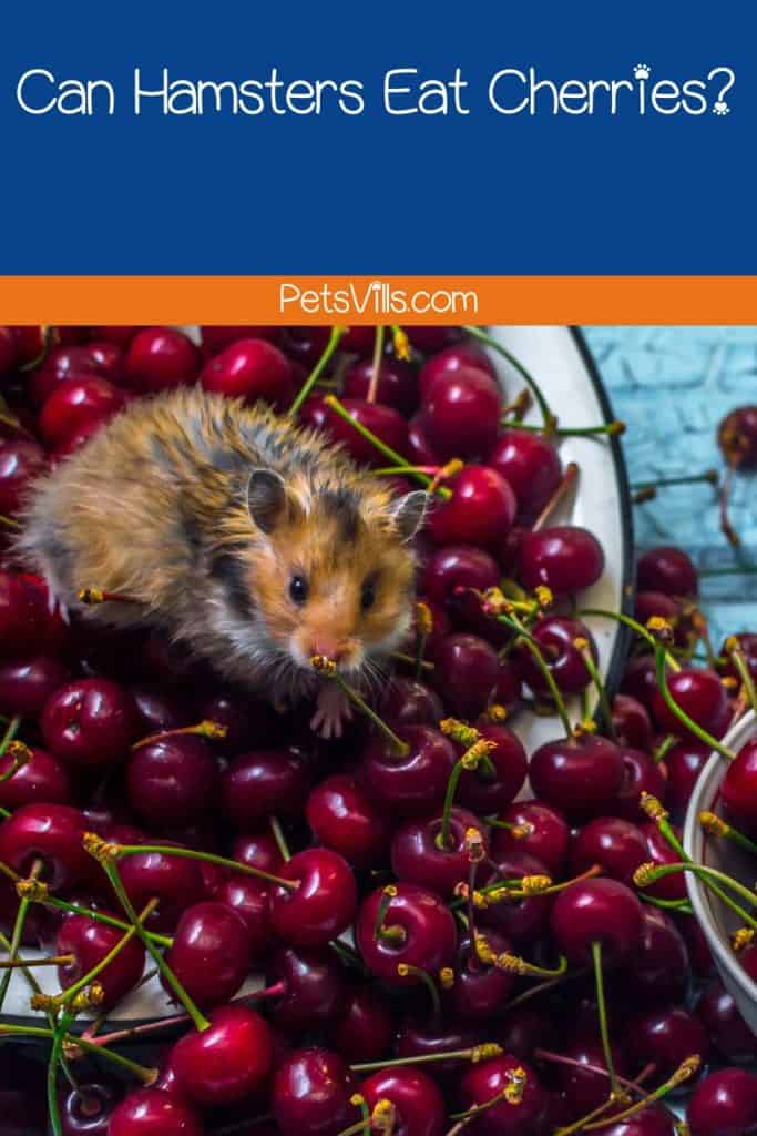 a hamster in a cherries bowl, can hamsters eat cherries
