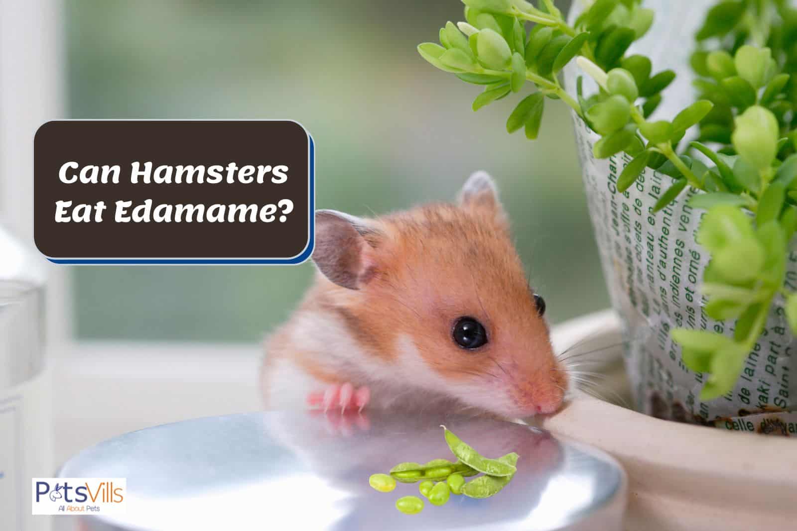 hamster waving at edamame but can hamsters eat edamame