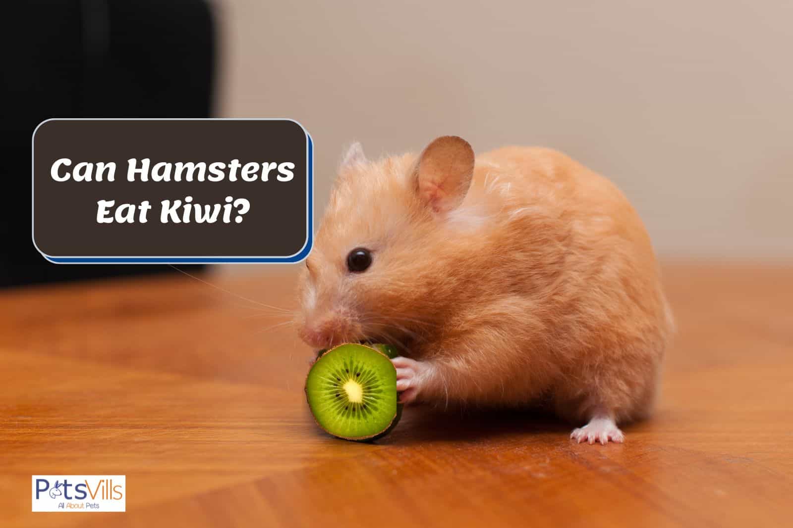 hamster trying to eat kiwi but can hamsters eat kiwi