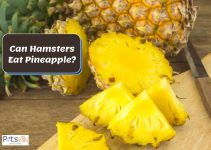 Can Hamsters Eat Pineapple? (Benefits & Risks to Know)