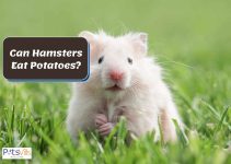 Can Hamsters Eat Potatoes? (Is it Safe For Hamsters?)
