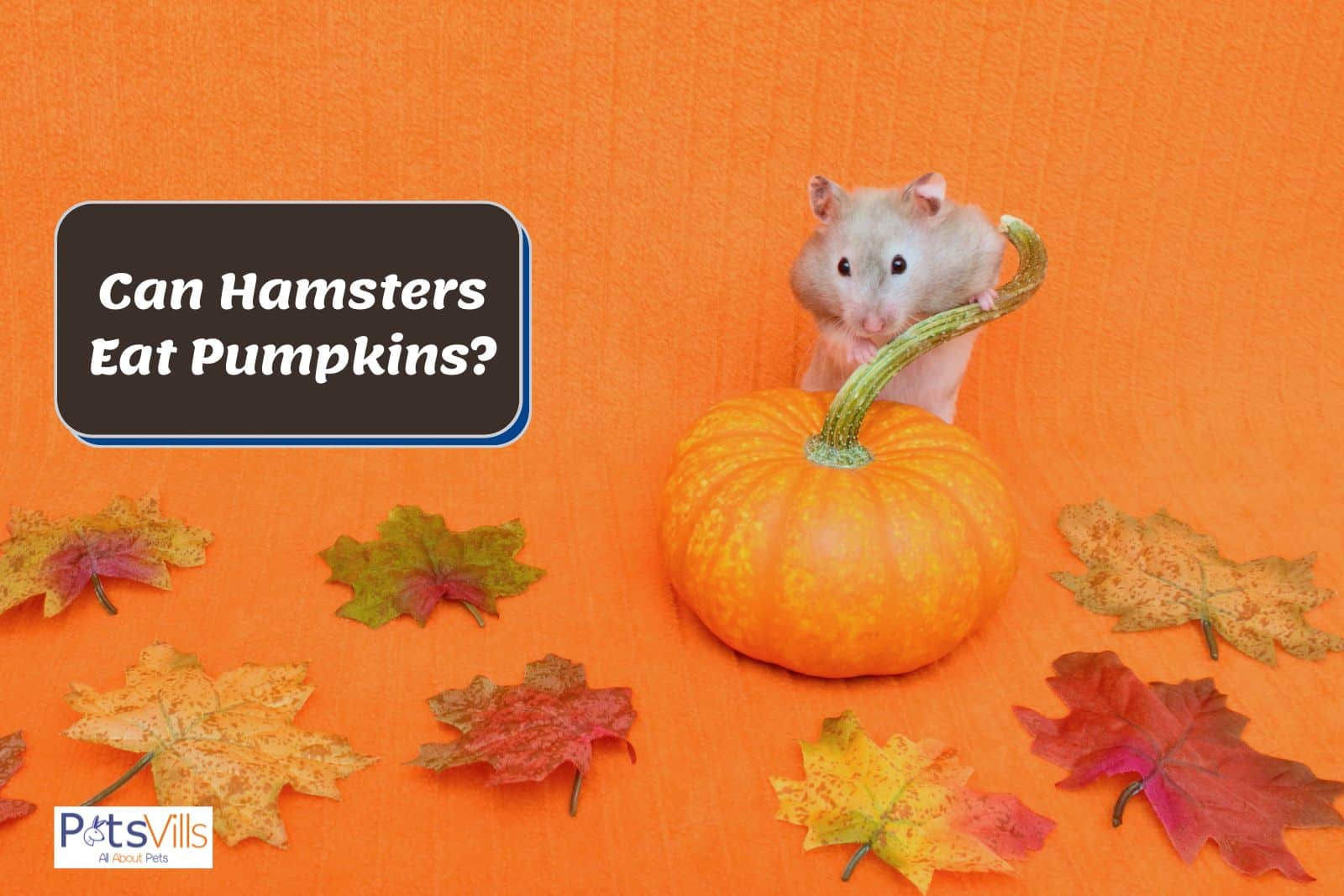 hamster trying to eat pumpkin but can hamsters eat pumpkins