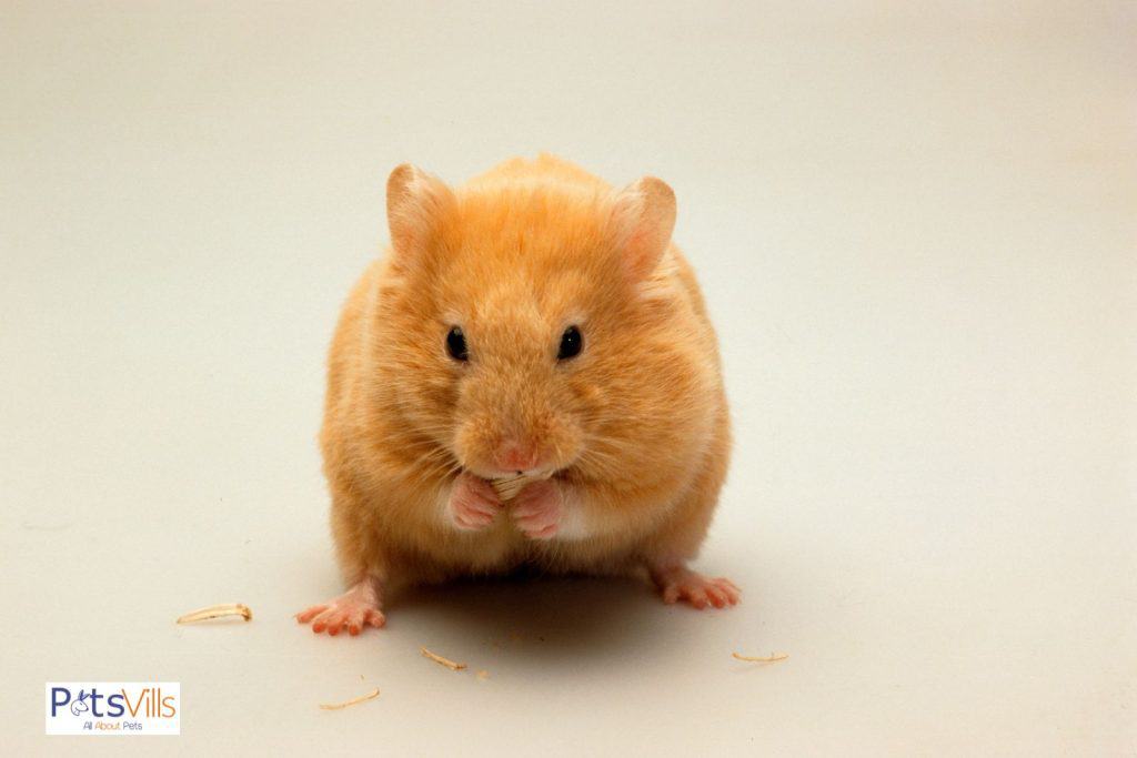 a hamster alone in a home