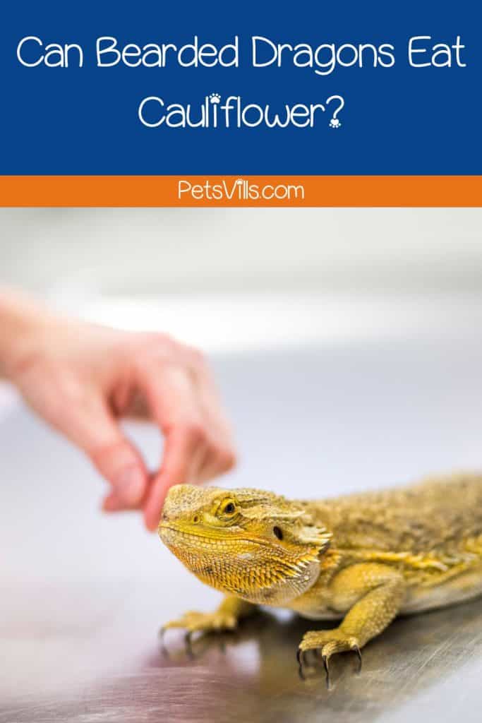 a women trying to know can bearded dragons eat cauliflower