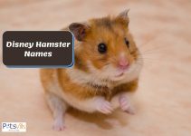 Disney Hamster Names: 160+ Cute Ideas For Male & Female