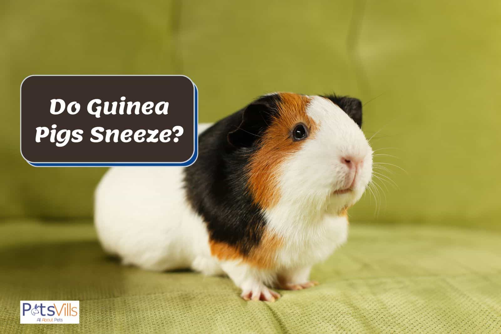 Why Do Guinea Pigs Sneeze