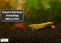Dwarf Shrimp Trending Micro Pet – All You Need To Know