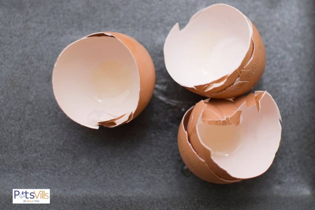 egg shells but can hamsters eat boiled eggs as well as shell