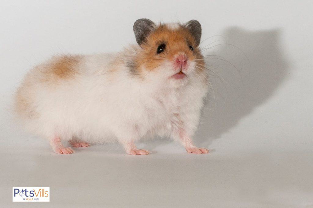 disney hamster names