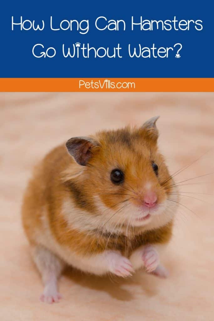 a hamster eagerly waiting looking for water, how long can hamsters go without water