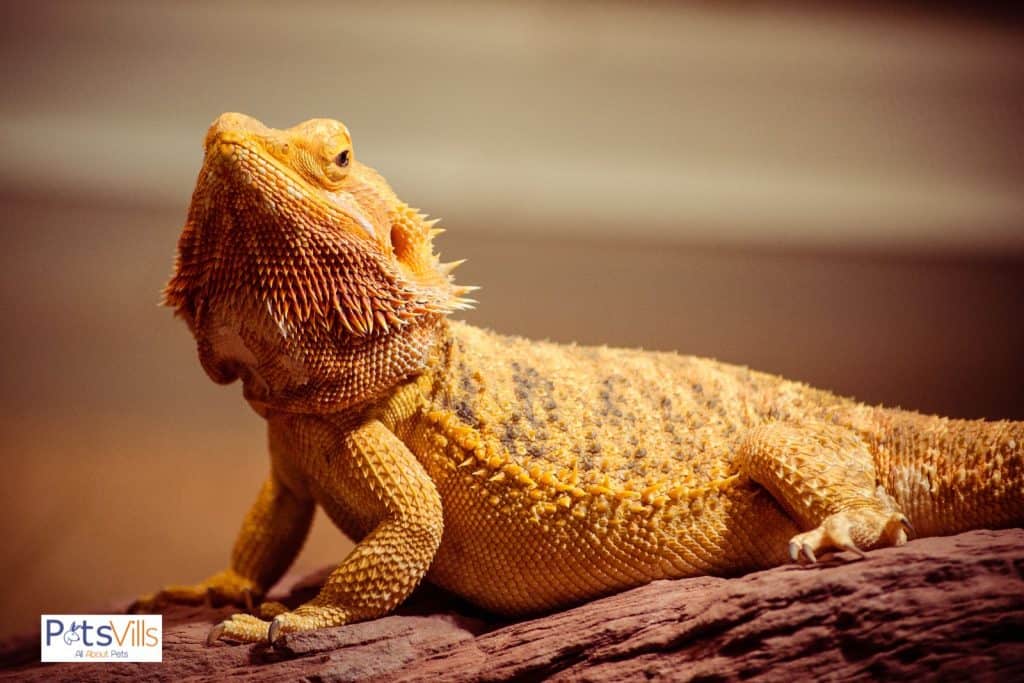 bearded dragon mites are hosted it